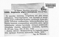 Septoria nigromaculans image
